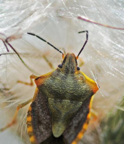 Réf. 270 992 : Carpocoris purpureipennis